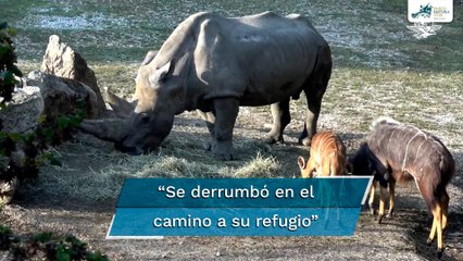 Toby, el rinoceronte blanco más longevo del mundo, murió a los 54 años