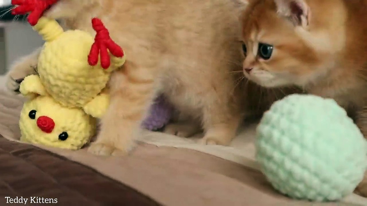 Cute and Funny Cat