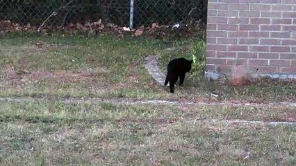 Black Cat found at Interstate 26 Rest stop outside of Columbia South Carolina
