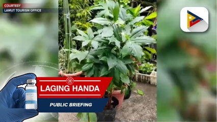 Kauna-unahang Plantito-Plantita Festival sa Ifugao, gaganapin