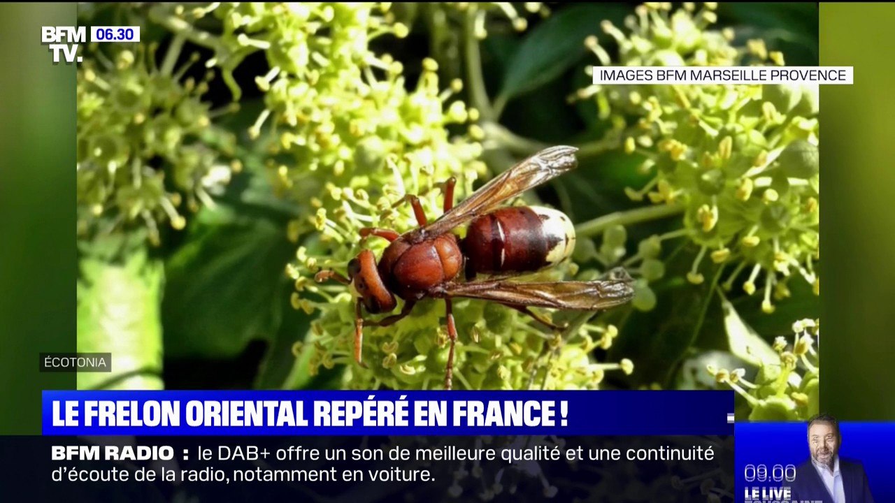 Le frelon oriental repéré pour la première fois...