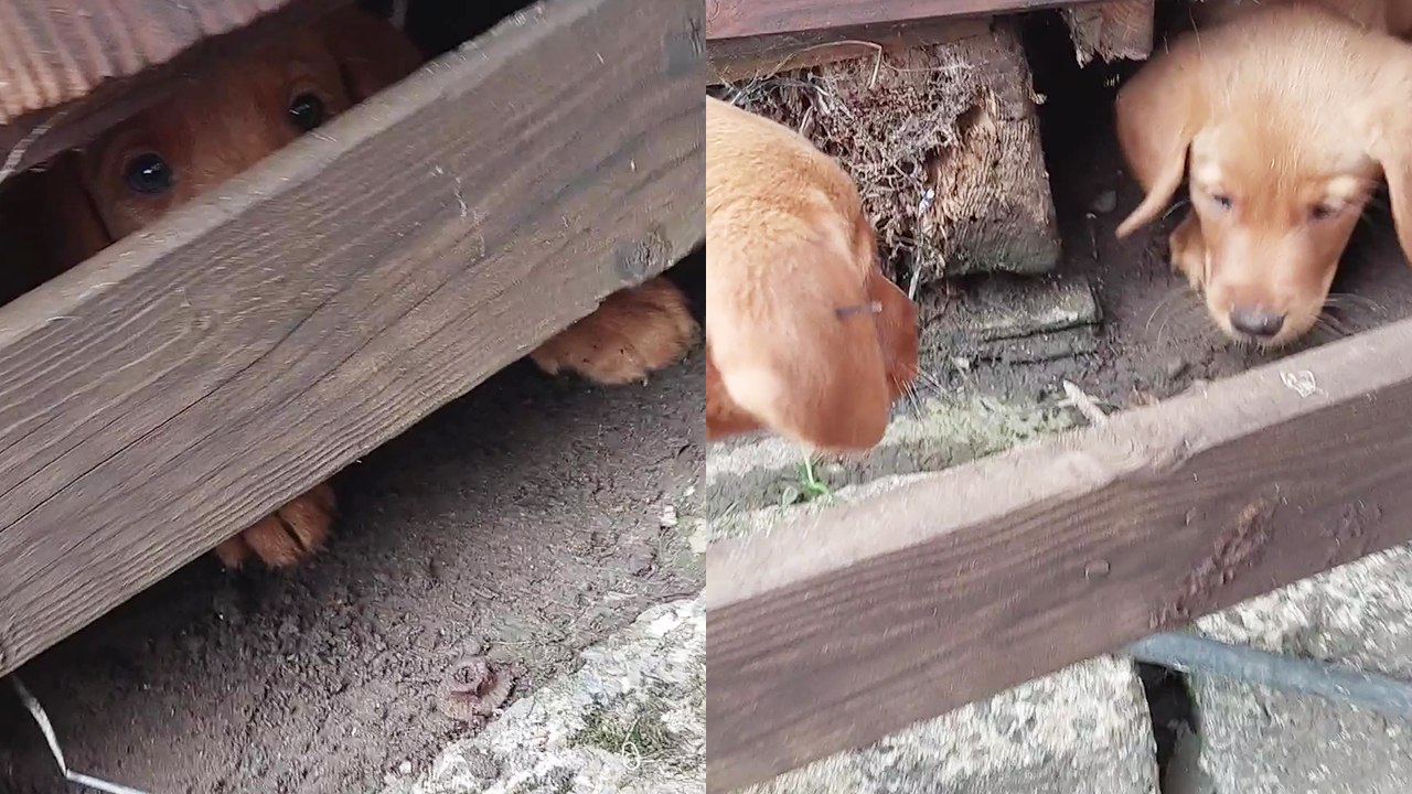 ''We have an incident!' curious puppy gets stuck under a shed'