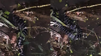 'West Bengal, India: Indian bullfrog catches a venomous snake '