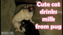 'Intoxicated cat tries drinking milk straight from a pug dog'