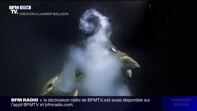 Le Wildlife Photographer of the Year a été remporté par le Français Laurent Ballesta