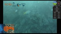 Imágenes submarinas de la fajana de La Palma