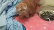 Kumpulan Kucing Lucu, Gemesin, Gemoy _ Video Tik tok Kucing Lucu Viral Terbaru 2021