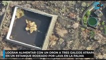 Logran alimentar con un dron a tres galgos atrapados en un estanque rodeado por lava en La Palma