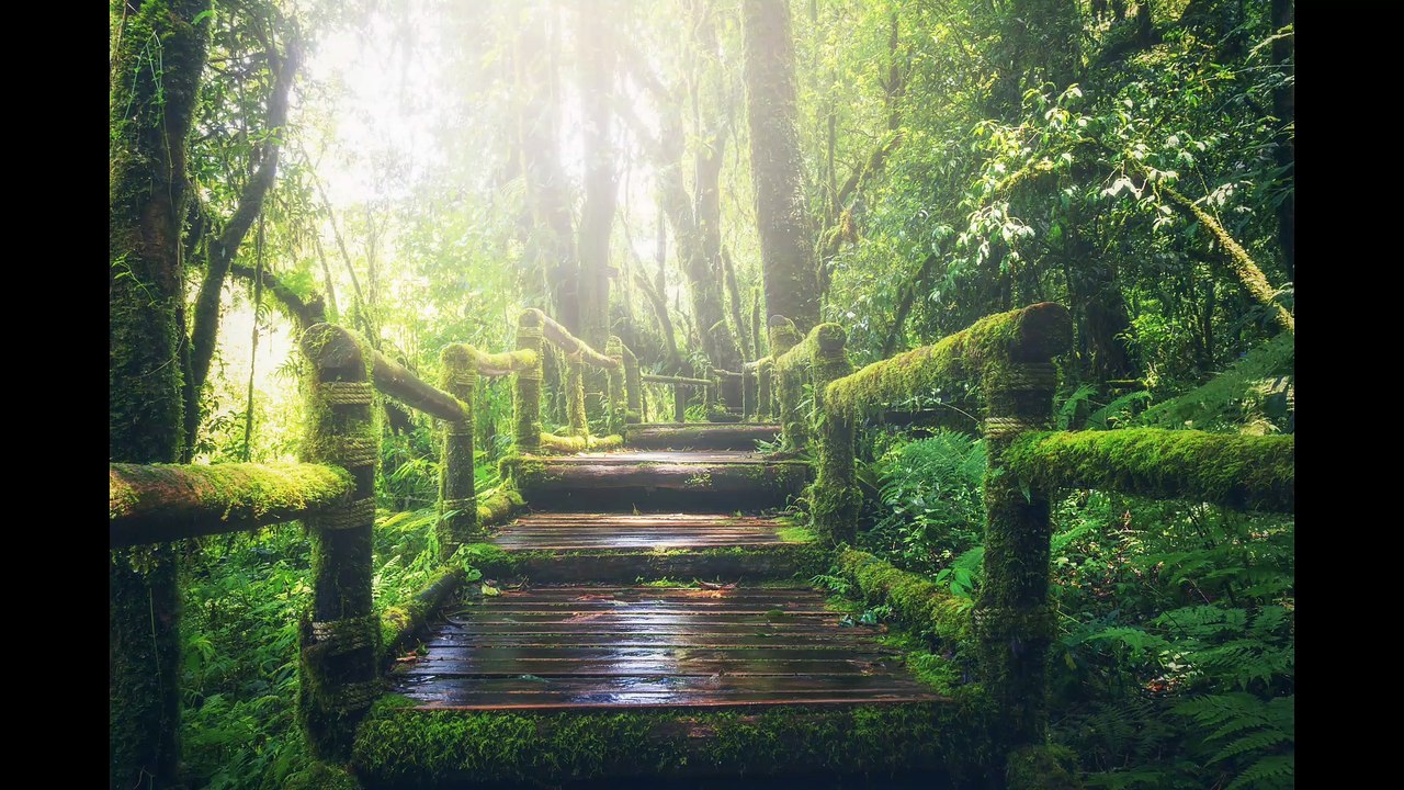 Nature's rainy relaxation