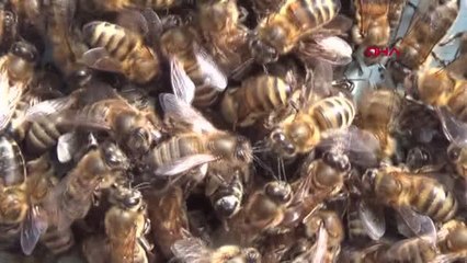 COĞRAFİ İŞARETLİ ARDAHAN BALININ GERÇEK DEĞERİ ARAŞTIRILIYOR