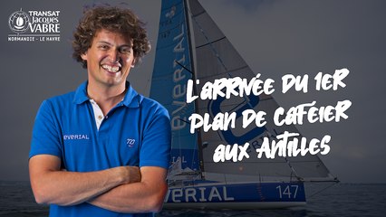 L'arrivée du premier plan de caféier aux Antilles, par Stan Thuret ☕️