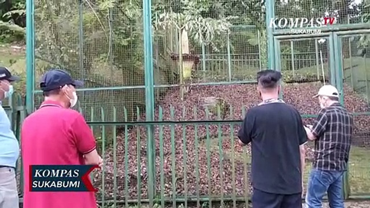 Indahnya Bunga Bangkai Yang Mekar Setinggi Tiga...