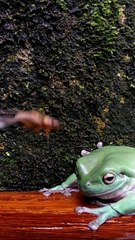 A cute frog preys on crickets