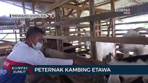 Pelatihan Mengenai Cara Tingkatkan Populasi Ternak Kambing Etawa