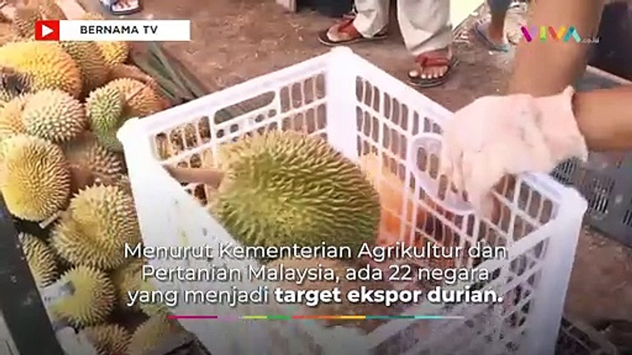 Duren Indonesia Memble, Kalah Saing Dengan Duren Malaysia