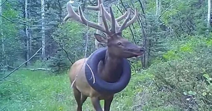 États-Unis : un wapiti, qui vivait avec un pneu autour du cou depuis deux ans, a enfin été libéré