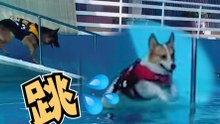 柯基跳水超萌！ 小短腿超賣力