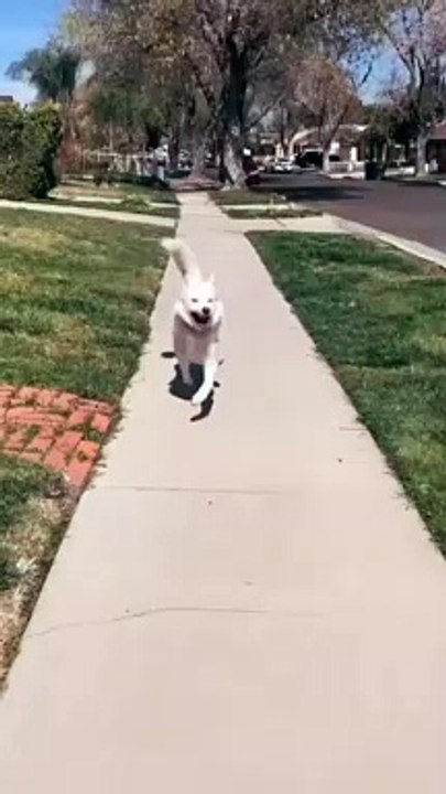 dogs are happy mode.