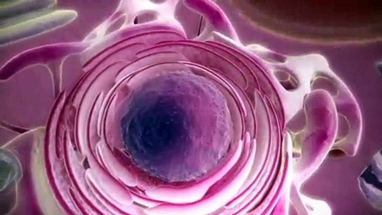 Formation of mRNA and Protein from DNA
