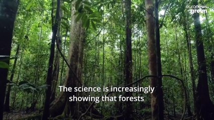 Why has Indonesia ended a multi-million euro forest protection deal with Norway?