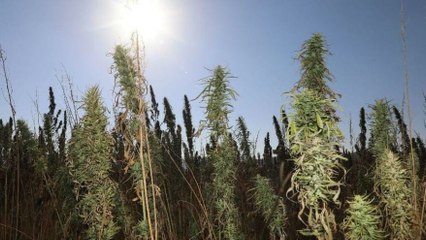 Sivas’ta izinli ilk kenevir hasadı