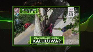 Amazing Earth: Ang 300-year-old Toog Tree | Teaser Ep. 175