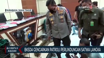 Descargar video: Cegah Penjualan Satwa Dilindungi, BKSDA Jatim Akan Gencarkan Patroli