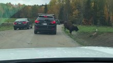 Inteligente teve a ideia de alimentar bisonte pela janela... um erro!