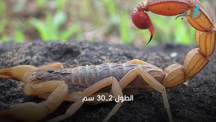 حياة العقرب وأخطر أنواع العقارب في العالم
