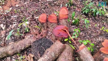 Will Sirsi-Kumta road be ready on time?