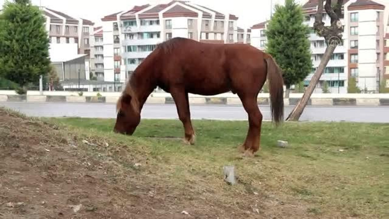 Son dakika haber | Yılkı atlarını yakalamaya çalıştığı iddia edilen iki kişi gözaltına alındı