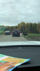 Un bison se coince la tête dans une voiture