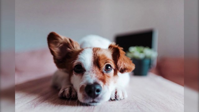 Amazing facts about your dog