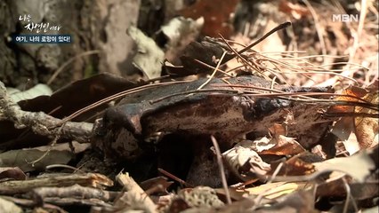 ※생긴 거로 판단 금지※ 맛 좋고 향도 좋은 '흰굴뚝버섯' 발견!!