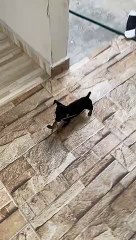 Tiny Dog Runs Away With Lizard