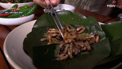 [자연 밥상] 안 먹어보면 몰라~! 번데기보다 더 부드럽고 고소한 '말벌 애벌레 볶음'