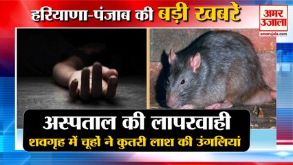 Rats Bitten Fingers Of Dead Body IN Sirsa|शवगृह में चूहों ने कुतरी लाश की उंगलियां समेत हरियाणा की बड़ी खबरें