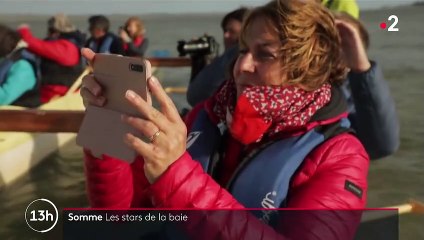 Somme : les phoques et les oiseaux migrateurs se partagent le règne sur la baie