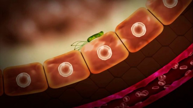 bd-bacteria-helicobacter-pilory-causas-sintomas-y-tratamientos-131021