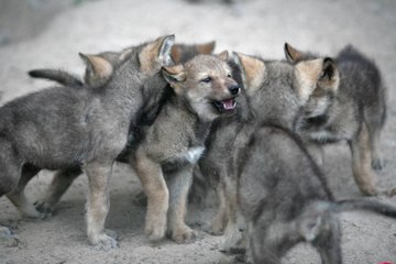 Federal Agents Kill Wolf Pups 'Adopted' by Idaho High Schoolers
