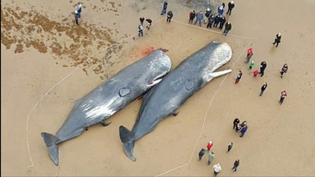 20 Shockingly Large Animals That Actually Exist l Ultimate Fact l