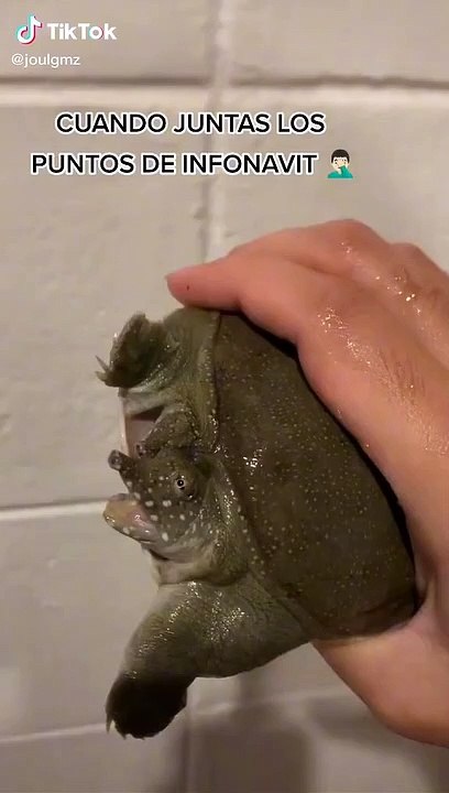 Tortuga de dos cabezas