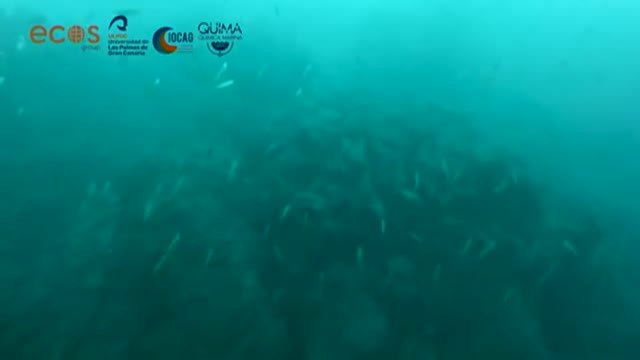 Primeras imágenes de la fajana dentro del agua