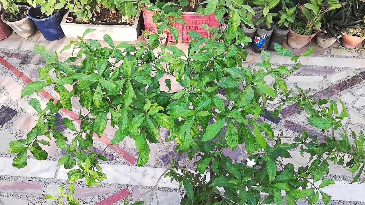 Crepe Jasmine Bonsai