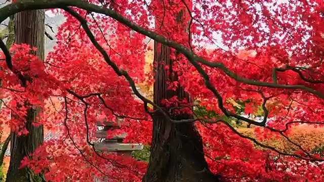 Relaxing Music For Stress Relief - Meditation, Sleep, Calming, Yoga, Spa, Healing Therapy