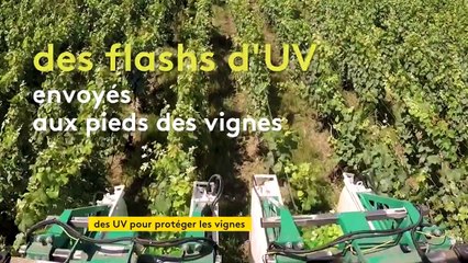 En Champagne, des séances d’UV pour protéger la vigne des maladies