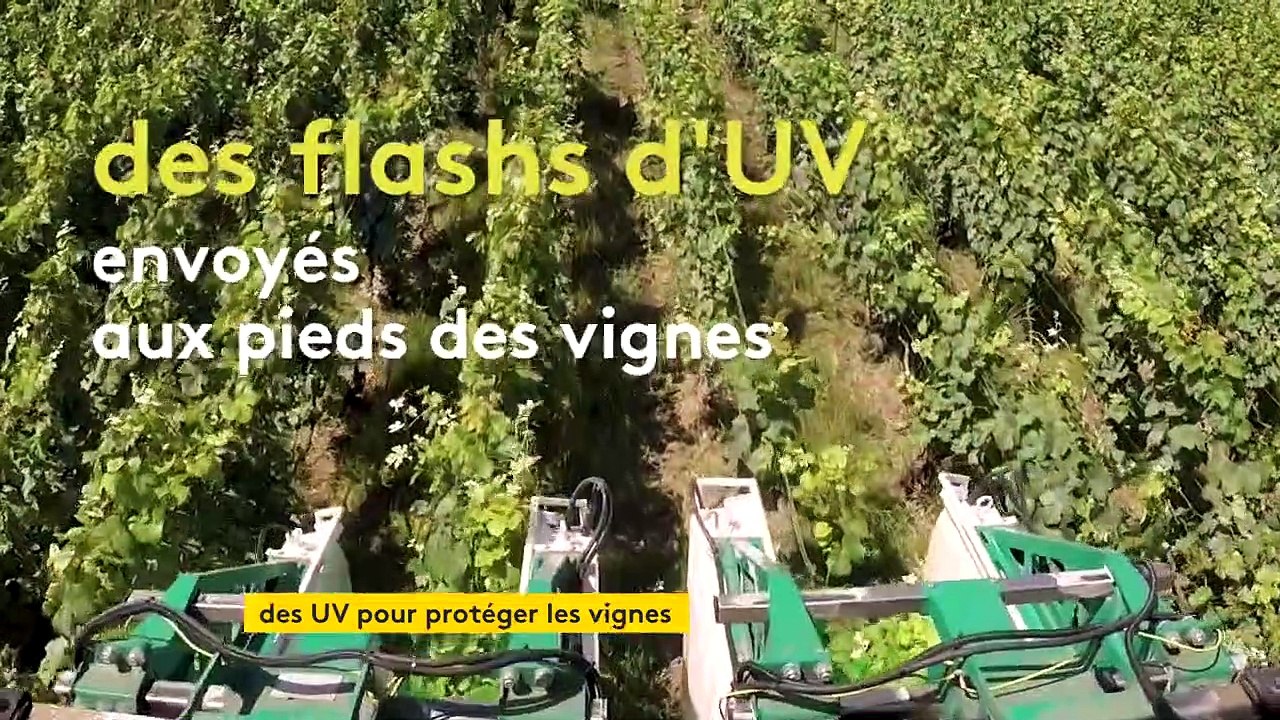 En Champagne, des séances d’UV pour protéger la vigne des maladies