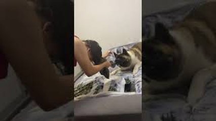 Akita Plays Tug of War with Hair Towel