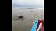 Swimming Bear Roars Menacingly After Boat