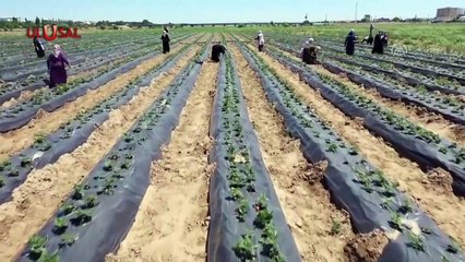 Ziraat Bankası borçlu üreticinin arazisini satışa çıkarıyor